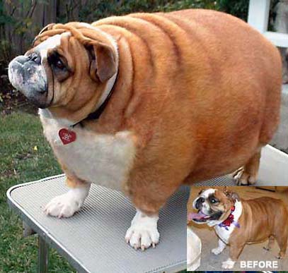 fat-bull-dog.jpg