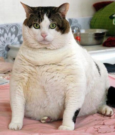 I Love Fat Cats (3/5)
