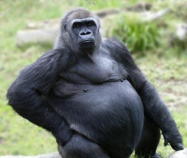 fat-gorilla.jpg