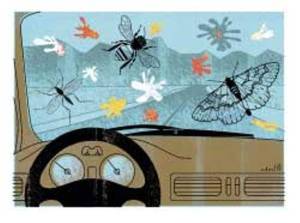 bugs-on-windshield