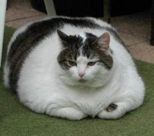 fat-cat2