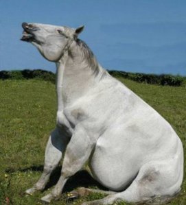 fat-horse