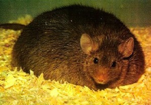 fat-rat1