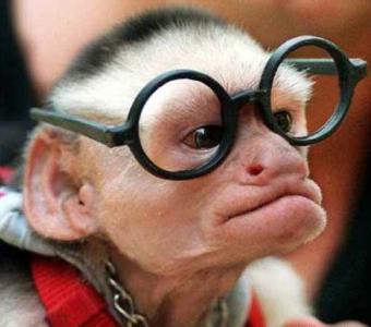 monkey-with-glasses.jpg