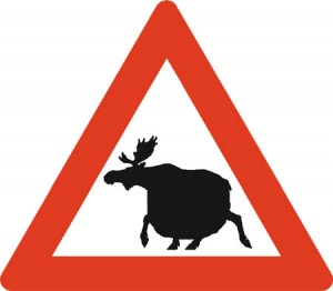 moose-crossing1